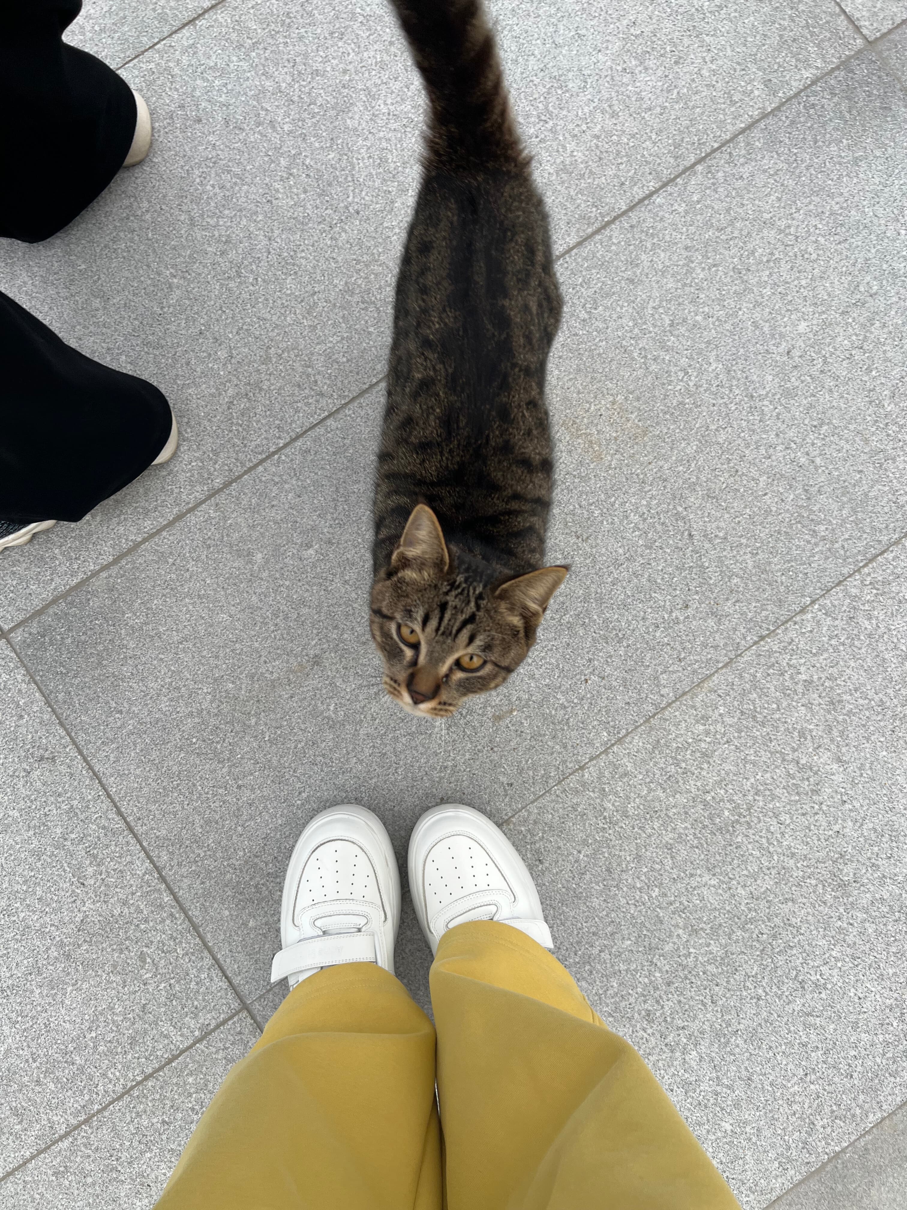 Friendly Shanghai stray